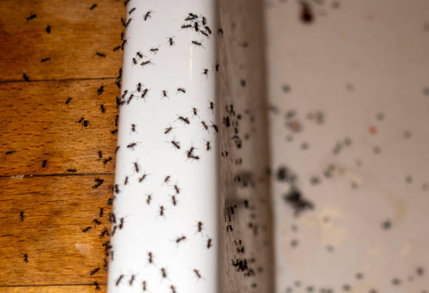 Best Exterminator Services  in Saukville, WI