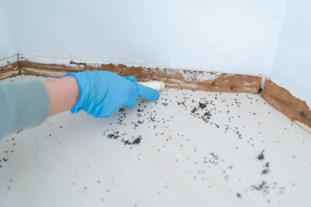 Best Termite Control Services  in Saukville, WI